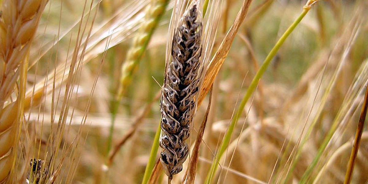 Визначення спор сажки методом мікологічної експертизи зерна пшениці