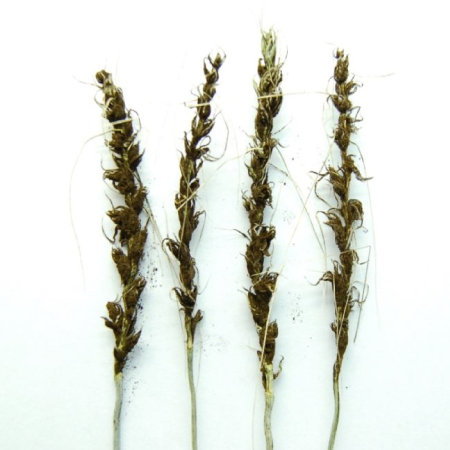 Уражений колос пшениці летючою сажкою